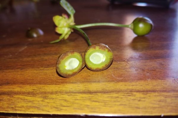 1000 fruits- Gel cerises