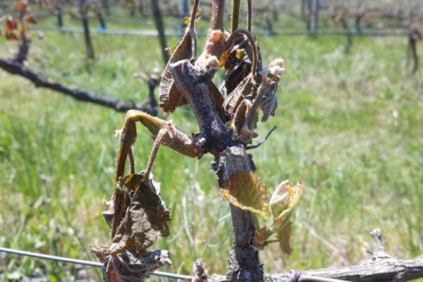 1000 fruits – Gel vigne